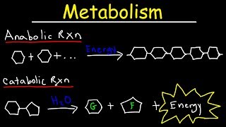 Metabolism Anabolism amp Catabolism  Anabolic vs Catabolic Reactions [upl. by Ase68]