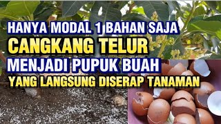 Cara Membuat Pupuk Organik Perangsang Buah Dari Cangkang Telur Manfaat Cangkang Telur Untuk Tanaman [upl. by Cranston526]