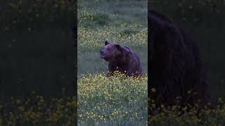 KAMPTA ÜSTÜMÜZE YÜRÜYEN DEV BOZ AYI GIANT BROWN BEAR WALKING ON US IN THE CAMP [upl. by Eleynad]