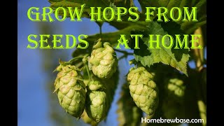 1 Growing Your Own Hops from Seeds for Your Homebrew Beer Home Grown Tips amp Tricks [upl. by Lisette]