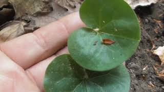 Asarum europaeum commonly known as asarabacca European wild ginger hazelwort and wild spikenard [upl. by Alioz404]