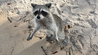 Visiting Raccoon Island in Miami and feeding Raccoons [upl. by Hedaza]