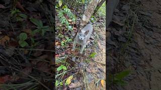 Gato quotSelvagemquot Manso na Chapada dos Veadeiros Ele vive literalmente dentro da reserva chapada [upl. by Eniledgam]