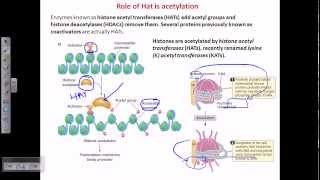 Histone acetylation [upl. by Aerb]