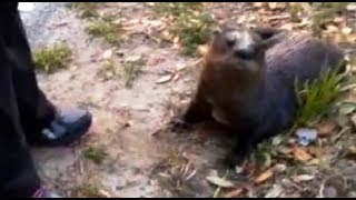 Playful Otter Acts like a Dog [upl. by Zetnom435]