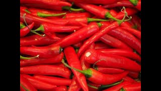 FS25 PT 3 Chili Peppers [upl. by Airetal]