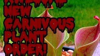 Awesome Carnivorous Plant shippment lots of new plants Sundews Sarracenia Nepenthes amp Heliamphora [upl. by Lilllie]