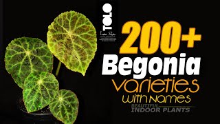 200 Begonia Varieties with names  Types of begonia plants  Begonia Names [upl. by Elatsyrc]