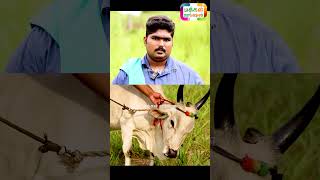 அரியவகை காங்கேயம் குட்டை இளஞ்சினை பசு Rare Kangeyam Kuttai Cow புங்கனூர் குட்டை shorts [upl. by Pimbley]