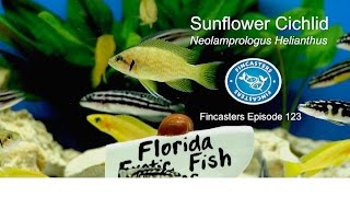 Sunflower Cichlid Neolamprologus Helianthus Fincasters Episode 123 [upl. by Ahsinirt505]