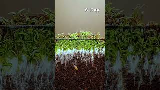 Plant growing in time lapse 15 days [upl. by Yelbmik982]