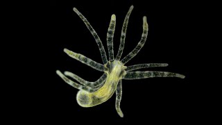 Phylum Cnidaria Part 2 Class Hydrozoa [upl. by Conney]