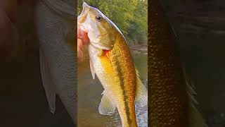 Alabama Bass From the Cahana River shorts bassfishing fish blackbass [upl. by Ioab]