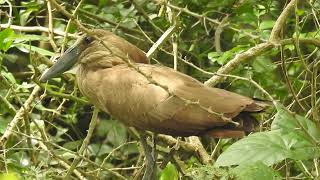 Hamerkop Scopus umbrette [upl. by Arikal]