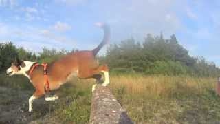 Dogparkour Sweden Fårösund Gotland 2014 [upl. by Nallij]