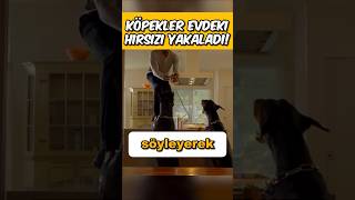 KÖPEKLER EVDEKİ HIRSIZI YAKALADI 🐶💨 [upl. by Inaluiak]