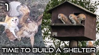 Barn Owl Attacked By Hawk Getting a Shelter Nest Owl Box [upl. by Windy78]