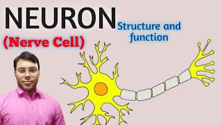 Structure and function of Neurons  Nerve cell in hindi [upl. by Toney275]