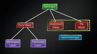 069 The Meninges of the Central Nervous System [upl. by Solomon]