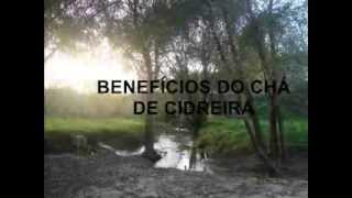 Beneficios chá Cidreira  lemon balm benefits [upl. by Nomead945]