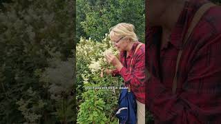 Edible Meadowsweet Filipendula Ulmaria edibleplants charnwoodforaging [upl. by Mahalia]