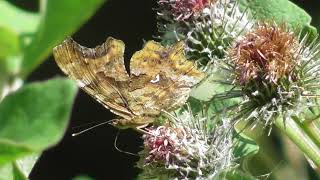 Бабочка Углокрыльница Сбелое  Polygonia calbum [upl. by Learsi]