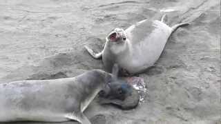 Elephant Seal possibly trying to steal a newborn pup [upl. by Dorolice]