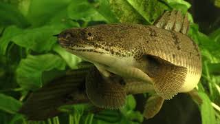 Secrets of the Polypterus [upl. by Ashwin]