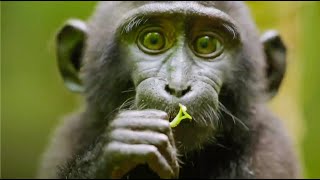 Best Monkey Moments  BBC Earth [upl. by Akena]