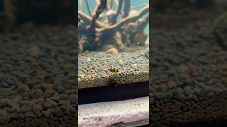 Assassin Snails  killer snail [upl. by Angele]