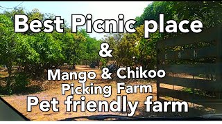 Picnic spot in Bangalore  Fruit Picking Farm  Hamsah organic farm  Mango amp Chikoo Picking Farm [upl. by Ayna]