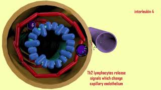 eosinophils in asthma [upl. by Asiled918]