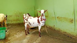 barbari ❤️  quality goat farm  best breed for goat farming in India argoatfarmts [upl. by Enohsal]