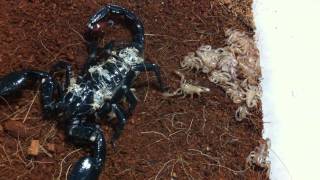 Gravid Asian Forest Scorpion Heterometrus Spinifer Part 5  2i Scorplings Dismount from Mum [upl. by Ahtanamas]