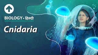 Cnidaria  Hindi  Diversity In Living Organisms  Biology Class 9 [upl. by Sadnac]