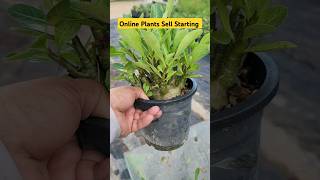 Arabicum Adenium Plants For Sell👏Starting Soon Online Plants Sell👍onlineplants youtubeshorts [upl. by Arela844]