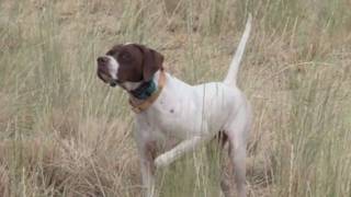 Higgins Gundog Training The Bird Says quotWhoaquot [upl. by Fazeli559]