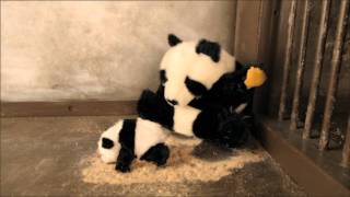 The Sneezing Baby Panda  IGEYL Puppet Reenactment [upl. by Esadnac]