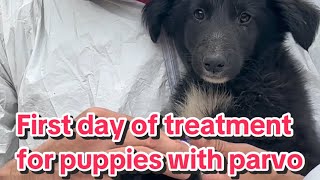 Part 22  First day of treatment for puppies with parvo Parvovirus treatment Parvo treatment [upl. by Eterg]