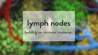 Lymph nodes how to build an immune response [upl. by Warenne]