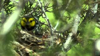 Goldencheeked Warblers  Postcard From Texas [upl. by Quentin]