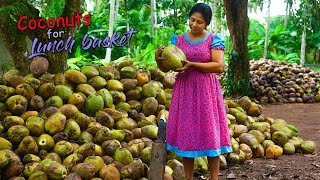 I made a huge lunch basket with coconut dishes for hungry paddy field workers  Traditional Me [upl. by Eelan]