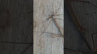 A mating pair of Craneflies Tipula oleracea or Marsh Whitestripes [upl. by Nickles]