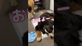 超大型犬KING８歳リンパ腫との戦い。おはよー超大型犬 shorts [upl. by Pammie]