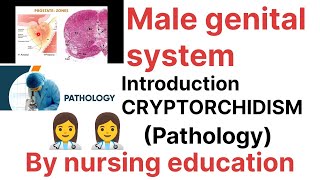 PathologyMale genital system Introductioncryptorchidism Bsc nursing [upl. by Ffirahs358]