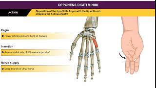 Opponens digiti minimi  Hypothenar muscles  Animation without narration [upl. by Sueahccaz685]