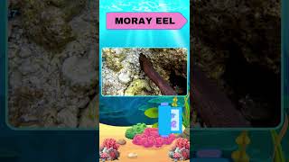 MORAY EEL SECRETS KIDS WILL LOVE facts animalfacts seaanimals kids naturelearning [upl. by Dincolo]