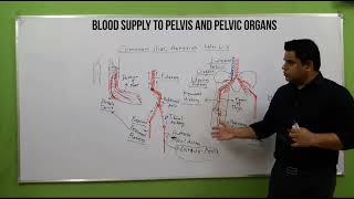 Blood Supply to Pelvis  Pelvic Arteries  Pelvic Organs  Arteries in Pelvis  Branches of Aorta [upl. by Symons]