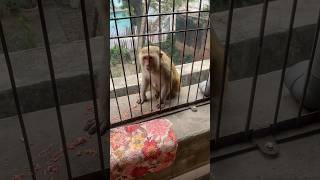 बंदर नें दिया जवाबआप भी सुनेjaishreeram trending shortvideo viral monkeys vlog 🐒😳 [upl. by Notsew]