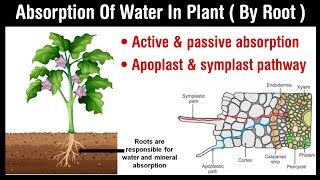 Absorption of water in plant  active and passive absorption  apoplast and symplast pathway [upl. by Madoc281]